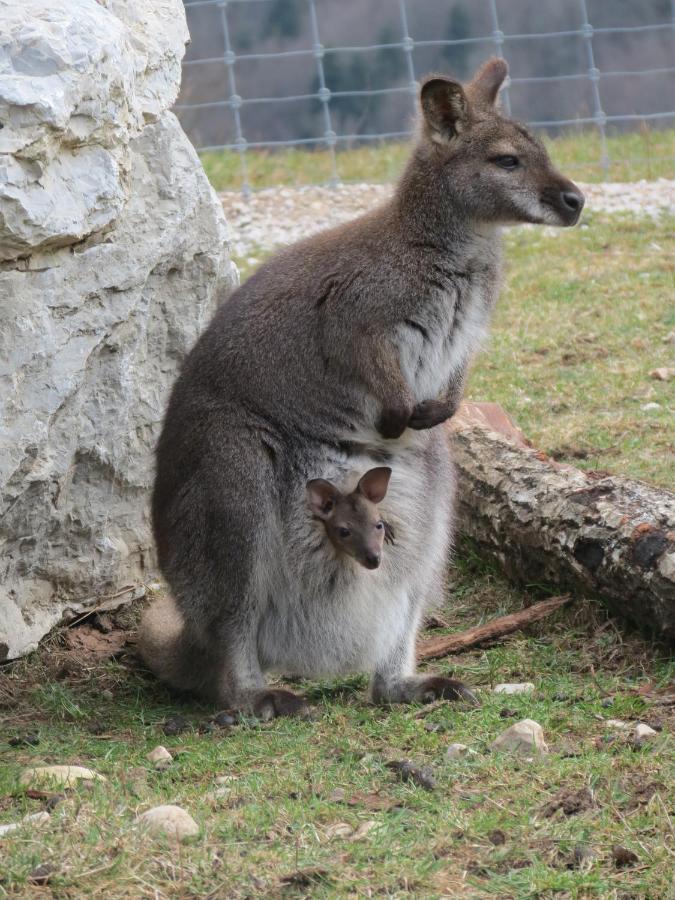 Parc Animalier Du Herisson Villa Doucier Exterior foto